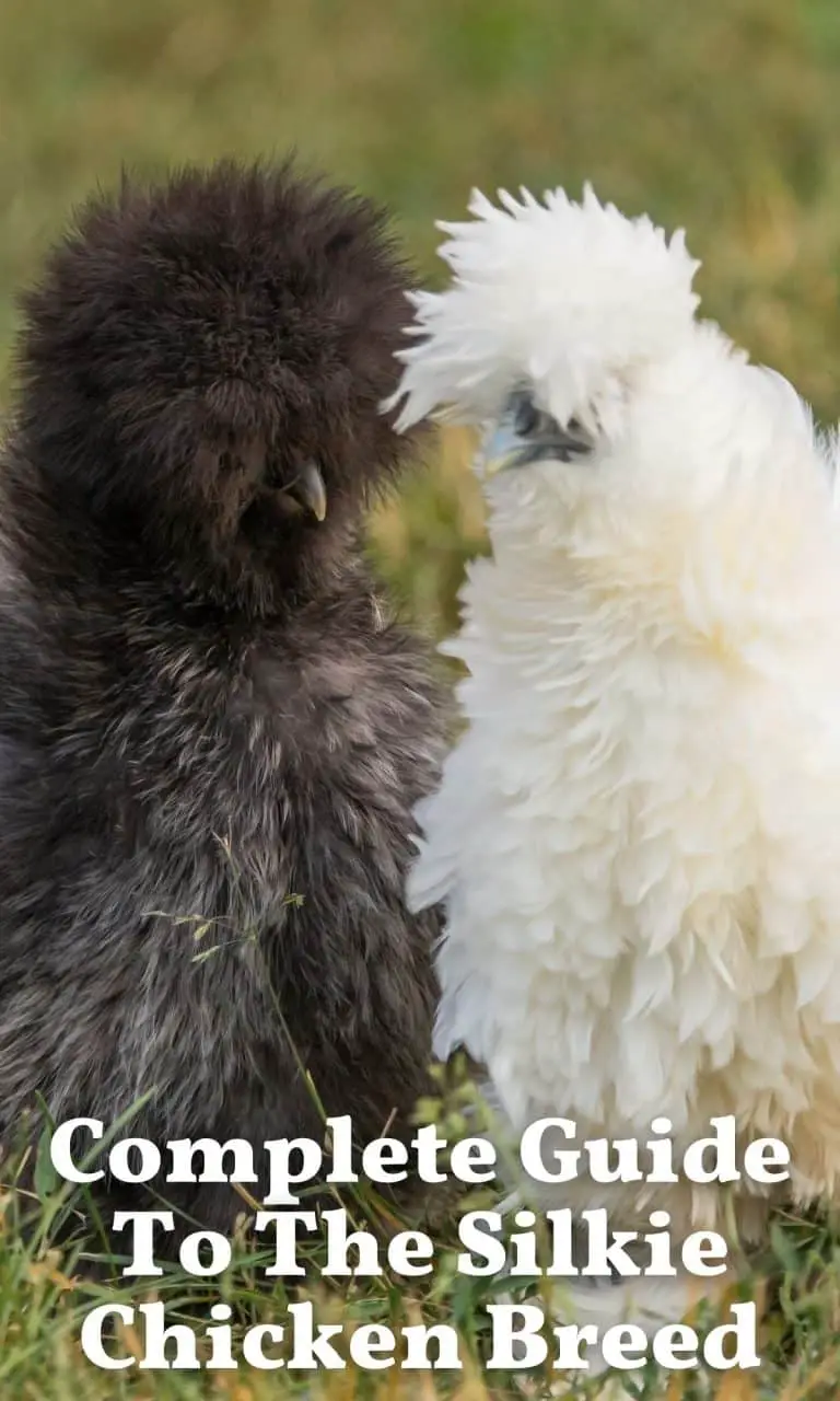 Complete Guide To The Silkie Chicken Breed