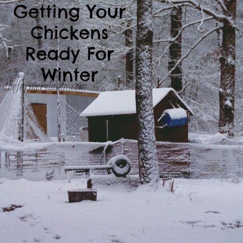 Chickens Ready For Winter