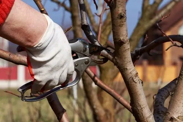 How To Prune Trees For Growth And Production • The Farmer's Lamp