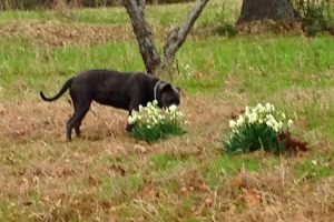 Roxie Smells Flowers