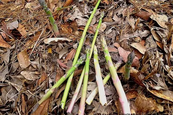 asparagus spears lying in a mulched garden for growing asparagus