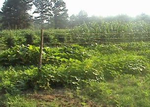 Using Mulch in The Garden