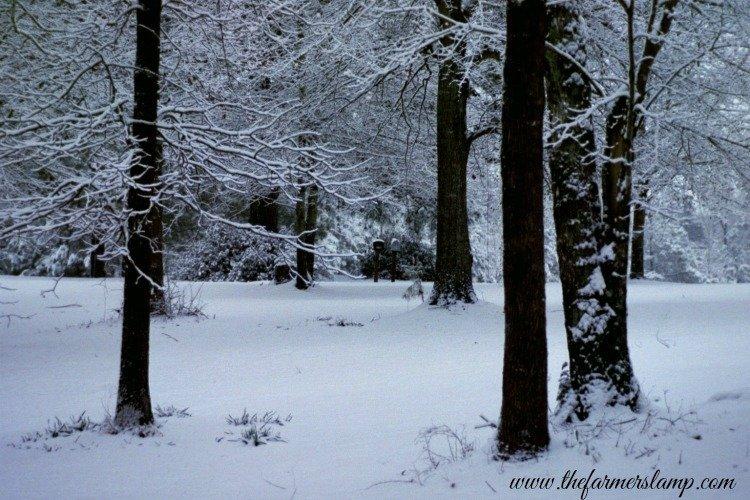 Field Covered in Undisturbed Snow