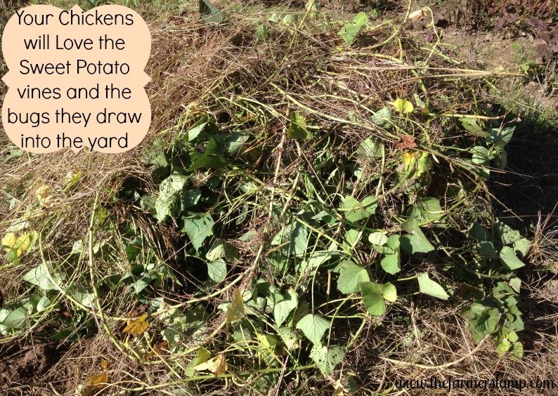 sweet potato vines for chickens