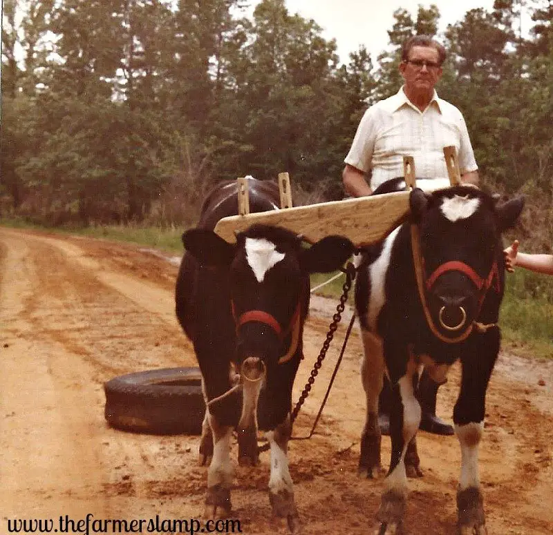 Papa training oxen