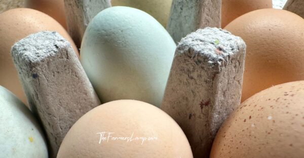 Egg Washing and Storage 1 Egg Washing and Storage in a paper carton