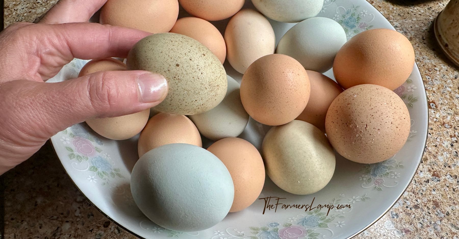 Egg Washing and Storage 2 Egg Washing and Storage in a bowl