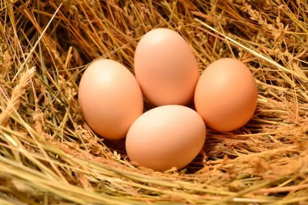 brown eggs in nest for egg laying and common egg abnormalities