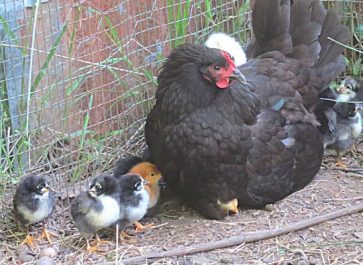 black australorp hen and chicks