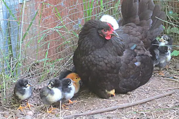 black australorp hen and chicks