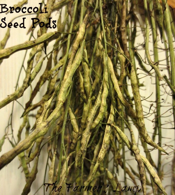 Dried Broccoli Seed pods for saving seeds