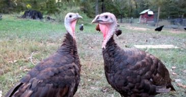 chocolate turkey pair that survivied coccidiosis