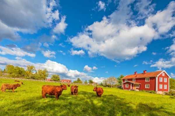 cows in field with blue skies above