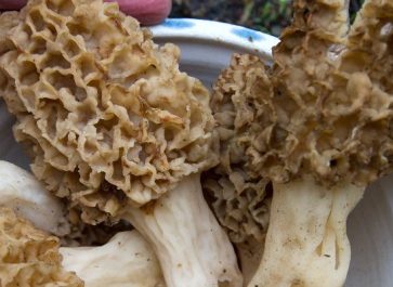 morel mushrooms