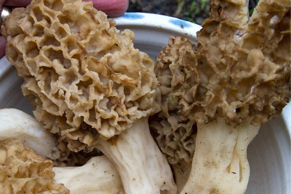 morel mushrooms