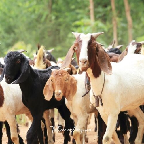 Goats on the homestead