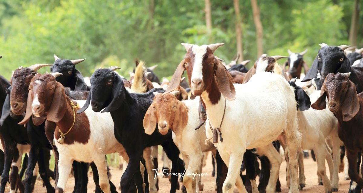 Goats on the homestead