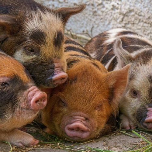 Heritage Breeds of Pigs
