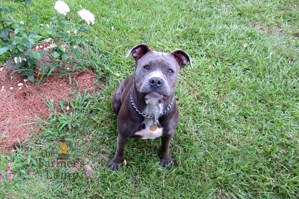 Our Blue Princess what is parvo in dogs