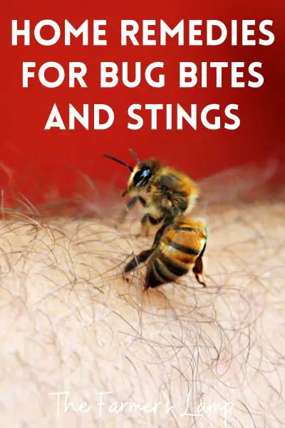 Home Remedies To Treat Bug Bites And Stings | The Farmer's Lamp