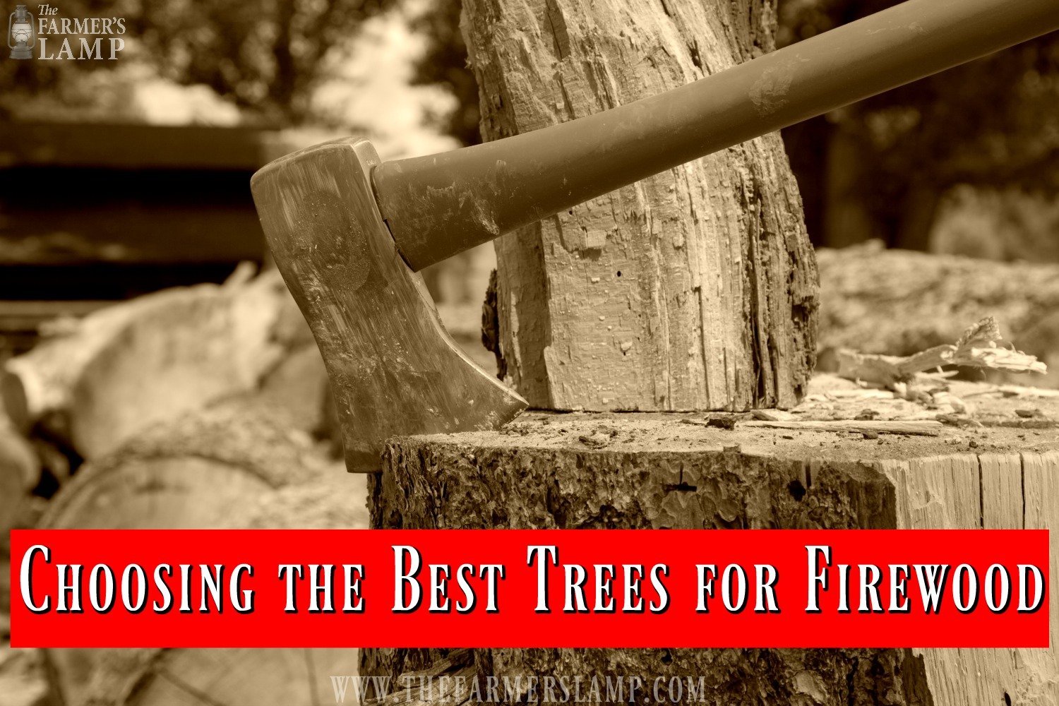 Choosing the Best Trees for Firewood • The Farmer's Lamp