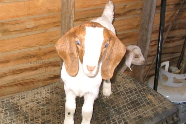 red and white baby goat for helping livestock cope with moving