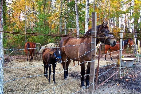 Percheron horse and colt standing at a fence for moving livestock to new homestead land