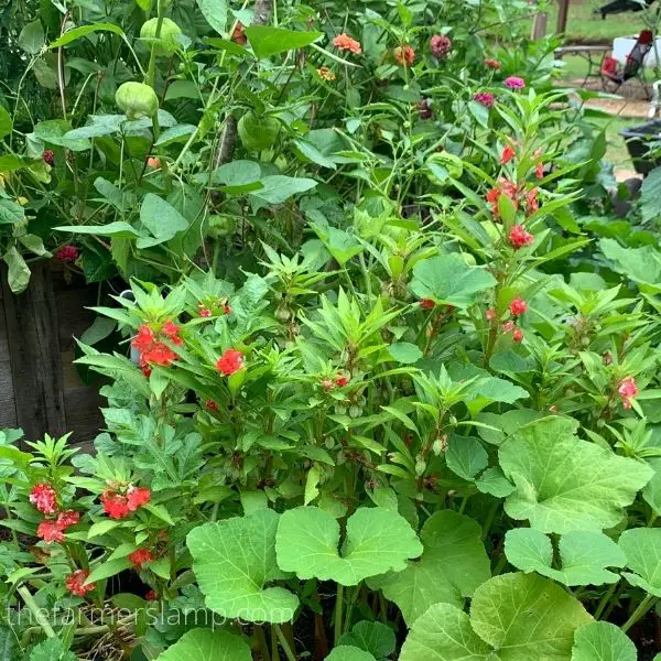 Vegetables and flowers growing in my garden