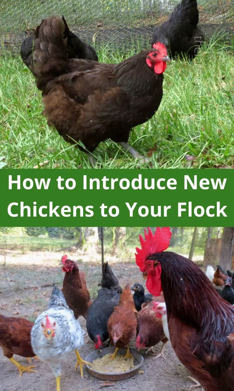 How To Introduce New Chickens To A Flock • The Farmers Lamp 