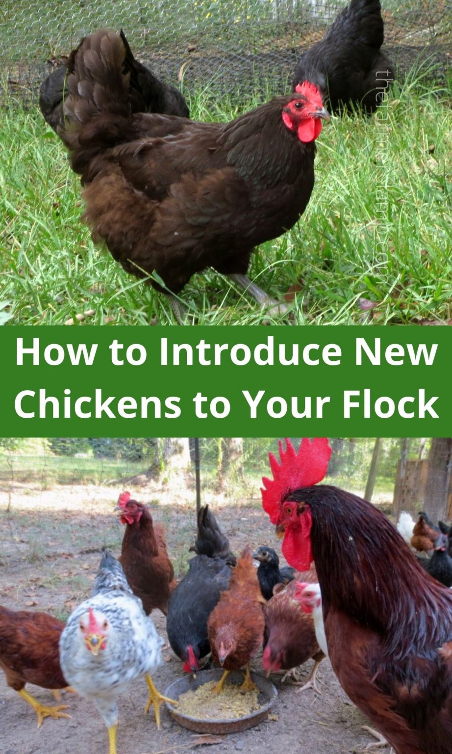 How To Introduce New Chickens To A Flock • The Farmer's Lamp