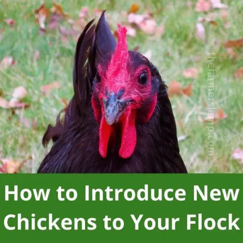 How To Introduce New Chickens To A Flock • The Farmer's Lamp