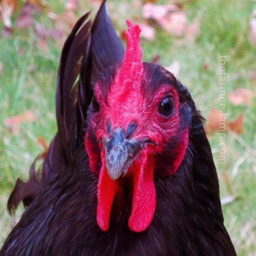 young black australorp hen