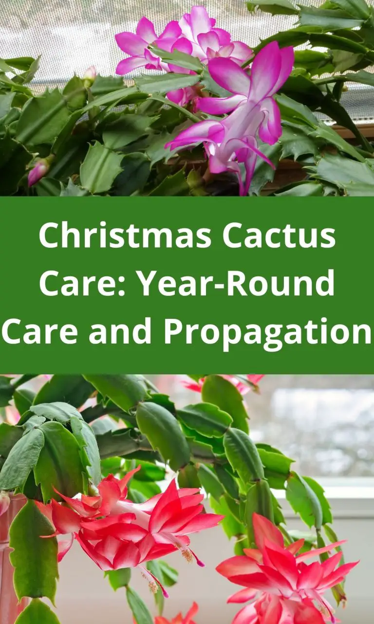 Christmas Cactus Care: Year-Round Care and Propagation