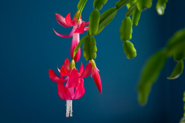 Christmas Cactus