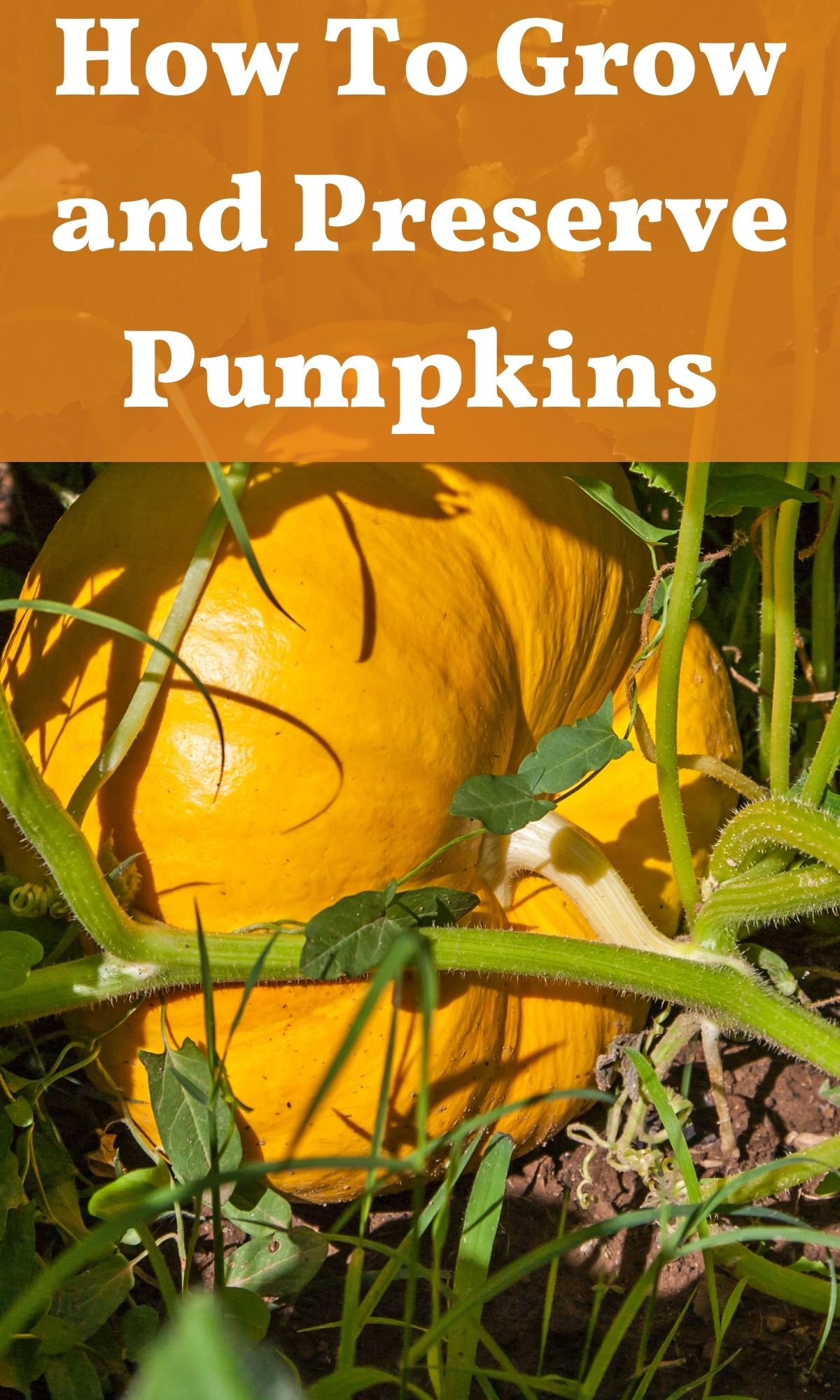 How To Grow And Preserve Pumpkins • The Farmer's Lamp