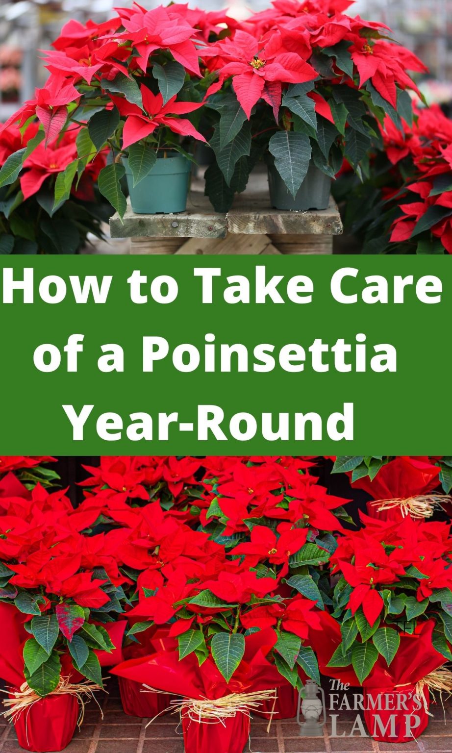 How To Take Care Of A Poinsettia Year-Round