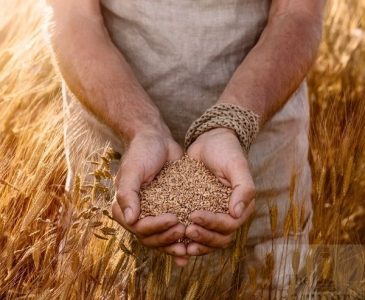 Einkorn Wheat Field with a man holding Einkorn Wheat kernels in his hands