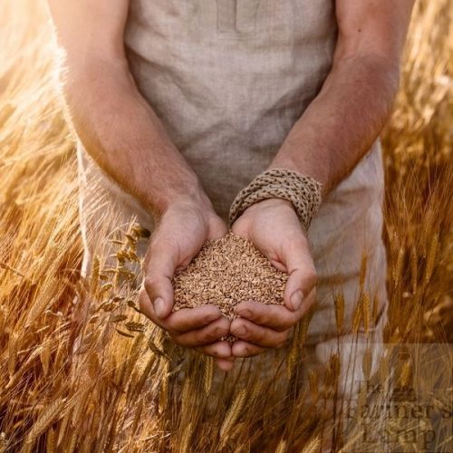 Einkorn Wheat Field with a man holding Einkorn Wheat kernels in his hands