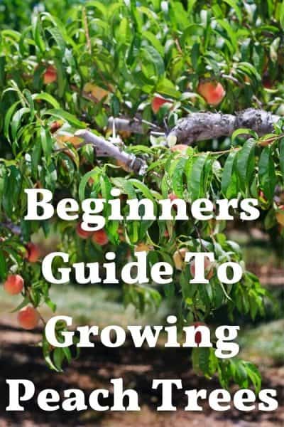 Beginner's Guide To Growing Peach Trees