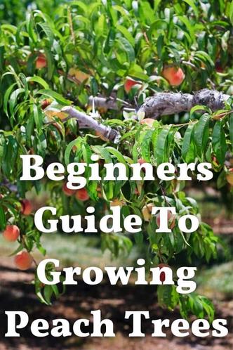 How to Plant and Grow a Peach Tree