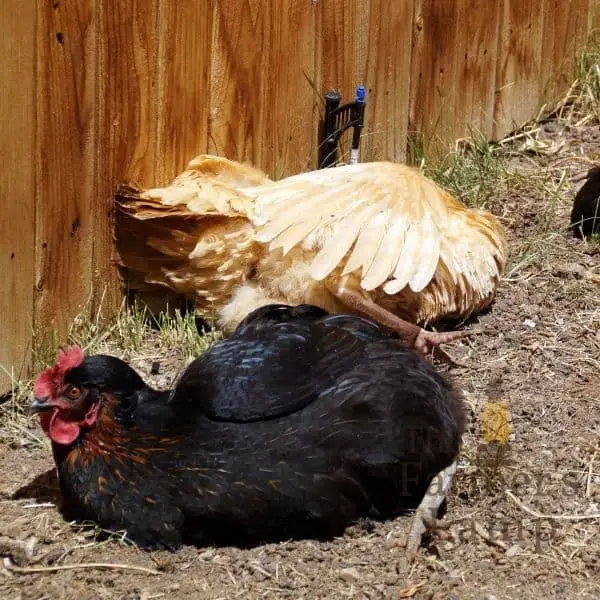 chickens in dust bath with wood ash