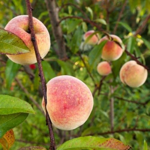 growing peaches on peach tree