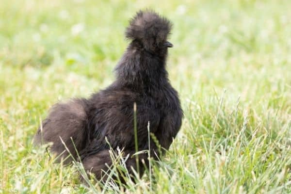 Complete Guide To The Silkie Chicken Breed