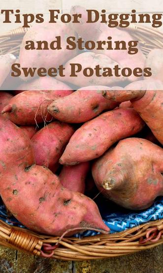 How to Store Sweet Potatoes: Tips for How Long and Where to Store