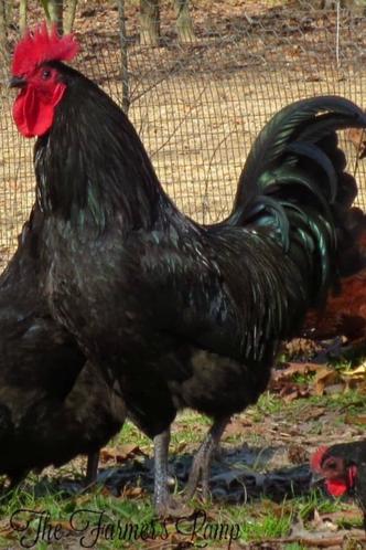 Jersey Giants: The Triple-Purpose Chicken