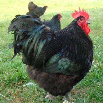 Jersey Giants: The Triple-Purpose Chicken