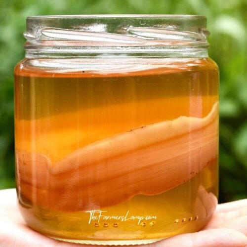 Kombucha in a jar resting on a hand