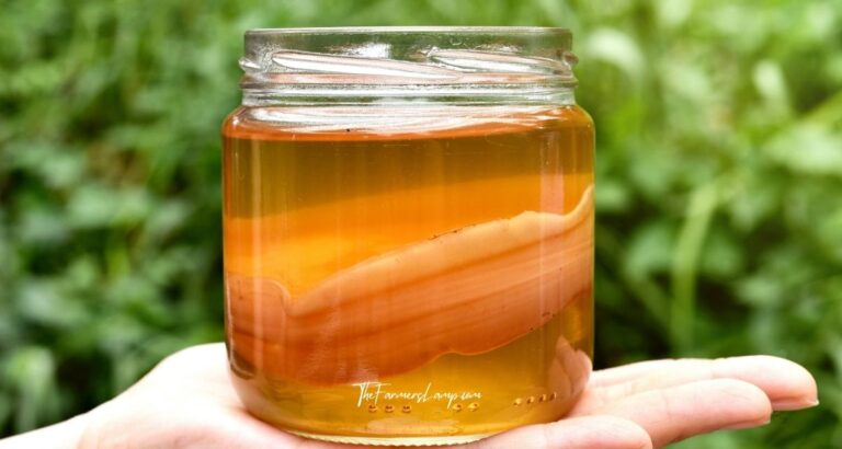 Kombucha in a jar resting on a hand