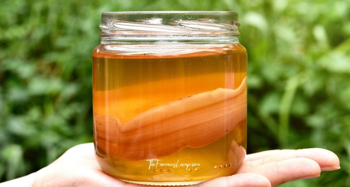 Kombucha in a jar resting on a hand
