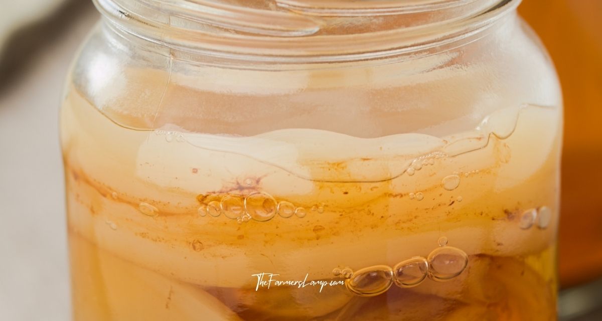 Kombucha